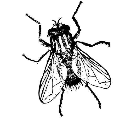 Fly Control